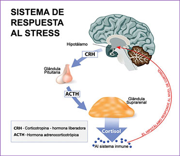 Stress Response System
